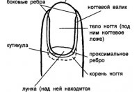 Строение и типы ногтей